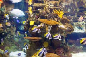 Alimentadores automáticos para peixes