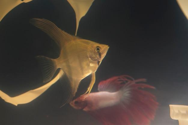 Alimentos congelados para peixes carnívoros