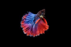 Alimentos específicos para bettas