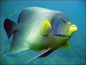 Alimentos para peixes herbívoros