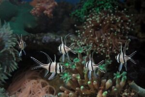 Como escolher o filtro ideal para aquários marinhos