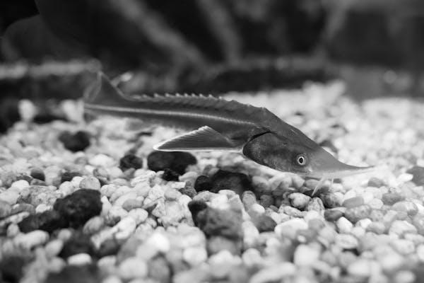 Como escolher o substrato ideal para aquários plantados