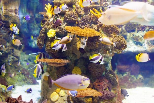 Como evitar a proliferação de algas em aquários marinhos