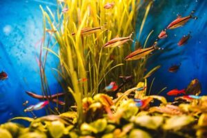 como evitar algas em aquários decorados
