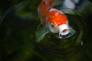 como evitar doenças comuns em peixes de água doce