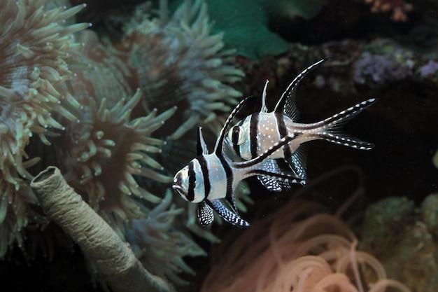 Como montar um aquário de biótopo amazônico