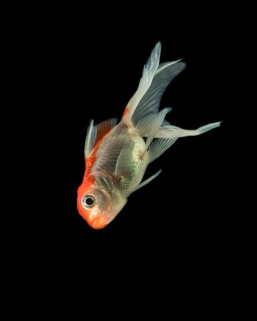 Como prevenir a hidropisia em peixes
