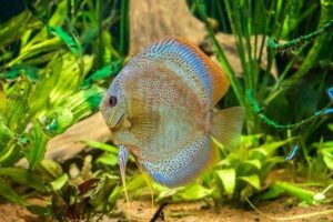 Como tratar doenças comuns em aquários plantados