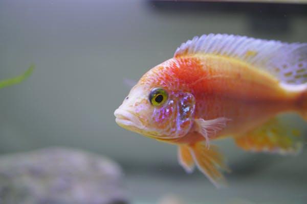 Como tratar doenças comuns em peixes de água doce