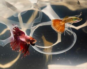 Como tratar ich (doença dos pontos brancos) em peixes