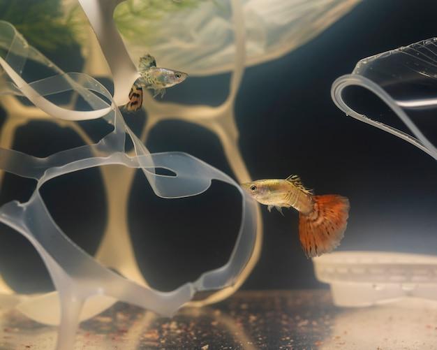 Como tratar parasitas em peixes de aquário