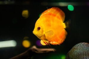 Cuidados com a iluminação em aquários de água doce