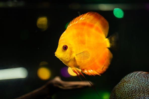 Cuidados com a iluminação em aquários de água doce