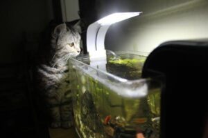 Cuidados com a iluminação em aquários plantados