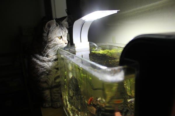 Cuidados com a iluminação em aquários plantados