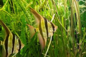 Cuidados com a poda de plantas aquáticas