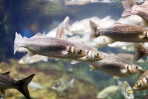 Cuidados essenciais com peixes de aquário