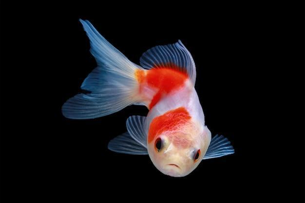 Curiosidades sobre peixes ornamentais