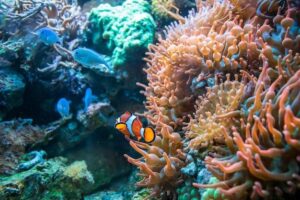 Dicas para a troca parcial de água em aquários marinhos