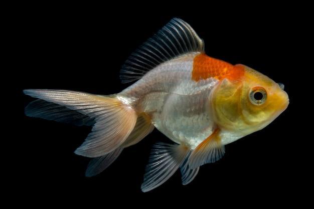 Dicas para evitar a superalimentação de peixes