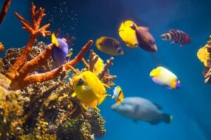 Diferenças entre aquário marinho e água doce