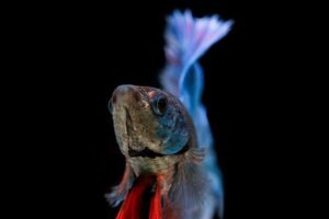 Doenças em peixes de água doce e como prevenir