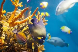 Equipamentos essenciais para aquário marinho