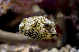 Espécies de peixes mais raros do mundo