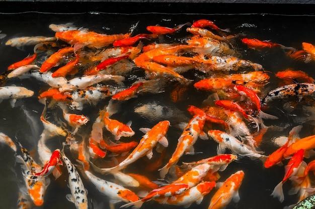 Espécies de peixes que vivem bem juntas