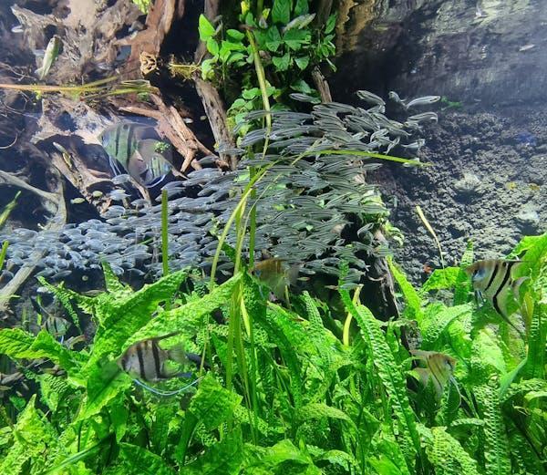 Fertilizantes para plantas aquáticas