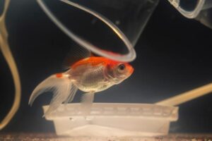 Filtros para aquários de diferentes tamanhos
