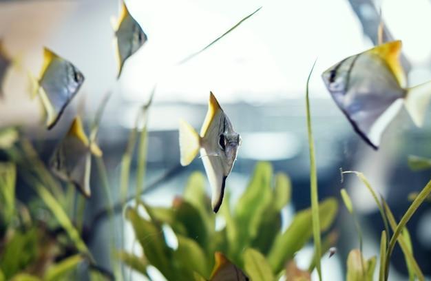 frequência de alimentação para peixes tropicais