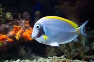Ideias para aquário temático de recife de coral