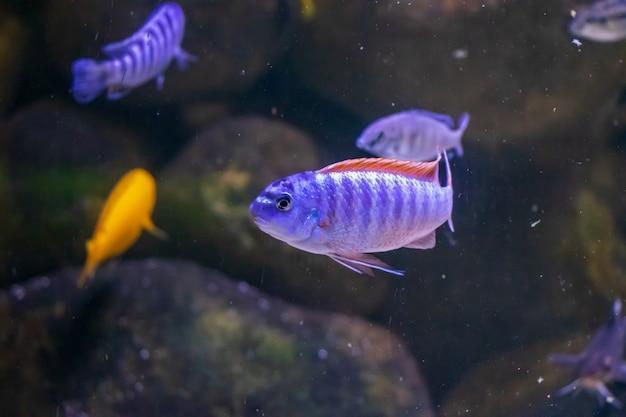 Iluminação LED para aquário plantado: como escolher