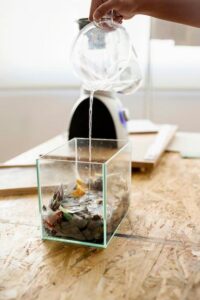 melhores enfeites para aquários de água doce