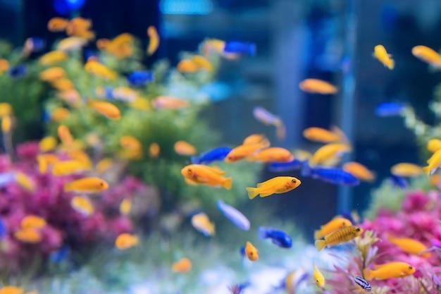Melhores peixes para aquário comunitário