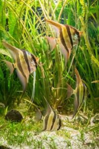 melhores peixes para iniciantes em aquários de água doce