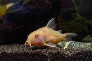 Melhores peixes para iniciantes em aquarismo