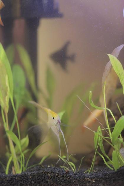 Melhores plantas para aquários plantados