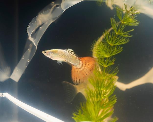 melhores rações para peixes de aquário