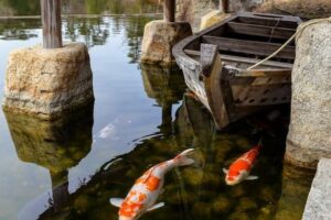 Montagem de aquário japonês com carpas koi