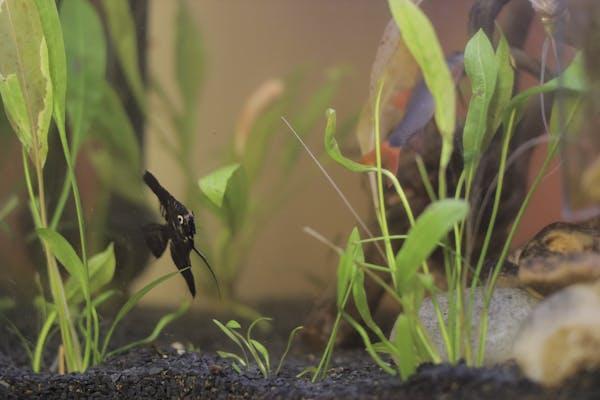 Peixes compatíveis com aquários plantados