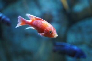 Peixes compatíveis para aquários comunitários de água doce