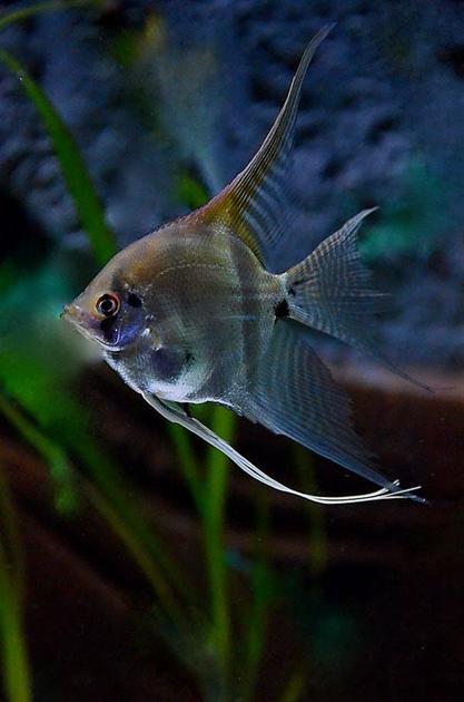 Peixes de água doce para iniciantes