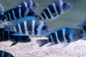 Peixes de água fria para aquário sem aquecedor