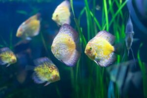 Peixes ideais para aquário plantado