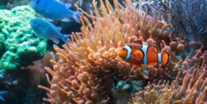 Peixes ideais para iniciantes em aquarismo