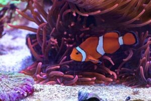 Peixes marinhos para iniciantes