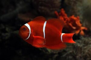 Peixes pequenos para aquário de 30 litros