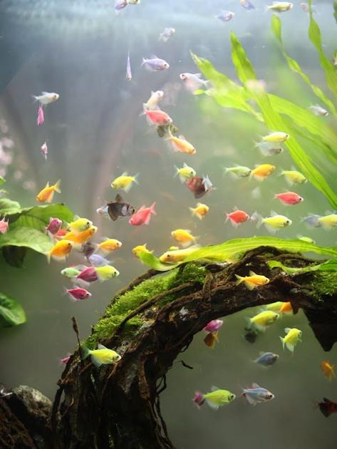 Plantas aquáticas para aquários de água doce